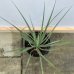 Yucca Rostrata ´SAPPHIRE SKIES®´  výška: 20-30 cm, kont. C1.5 L(-22°C)